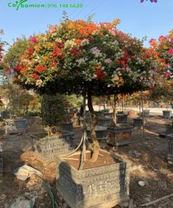 Chậu bông giấy ngũ sắc tán tròn