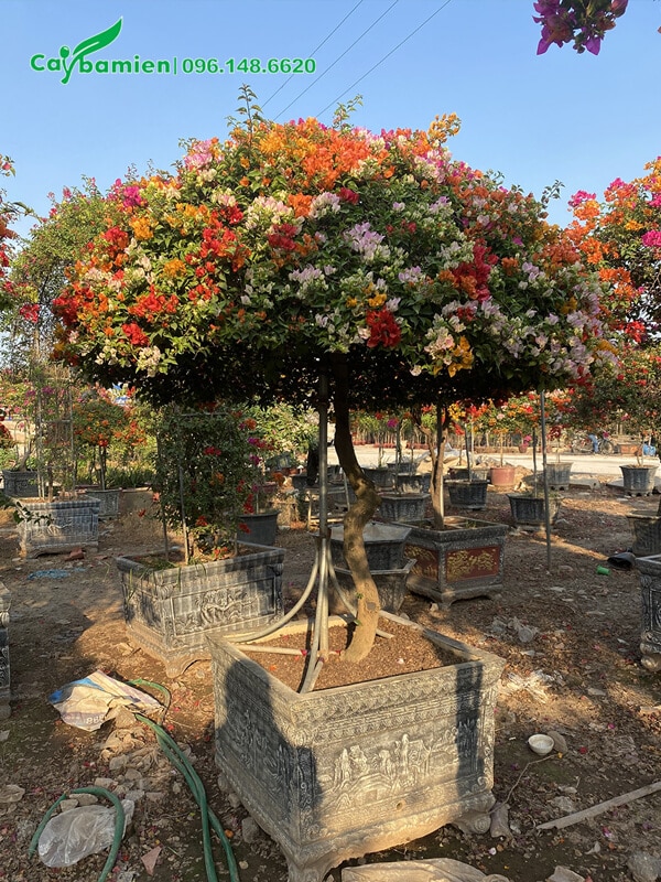 Chậu bông giấy ngũ sắc tán tròn