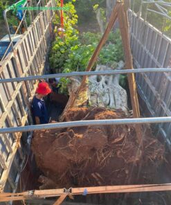 Cây cổ thụ hàng chục năm tuổi, thân to cả mét