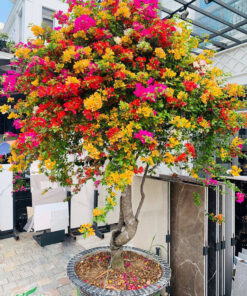 Cây hoa giấy ghép màu đẹp, rực rỡ