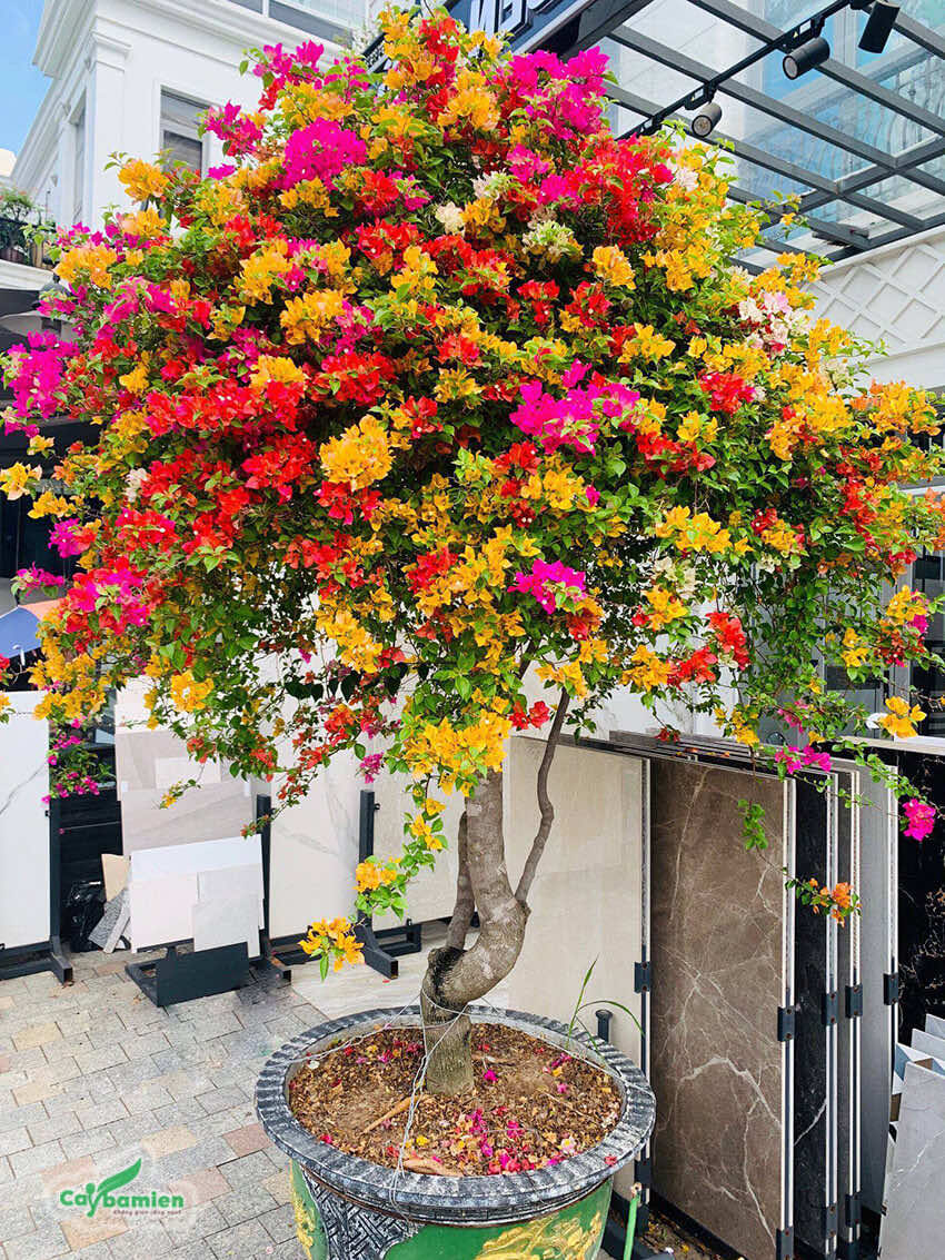 Cây hoa giấy ghép màu đẹp, rực rỡ