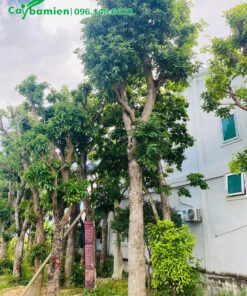 Mua cây Lộc Vừng dâm ủ lâu năm