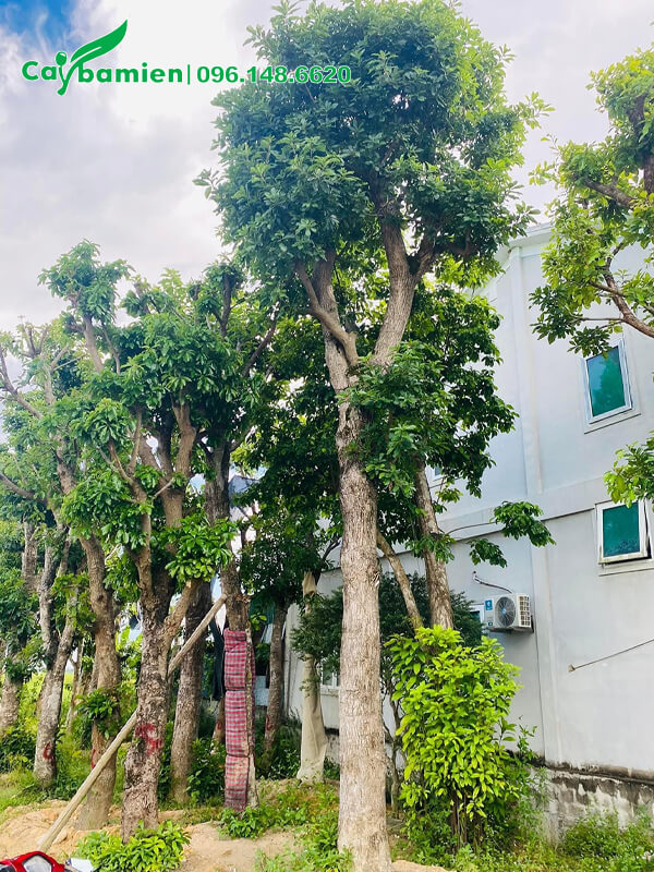 Mua cây Lộc Vừng dâm ủ lâu năm