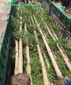 Vận chuyển bàng lá nhỏ đường kính 15cm đến công trình