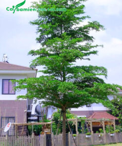 Bàng Đài Loan trồng trong khuôn viên khu đô thị cao hơn 5m