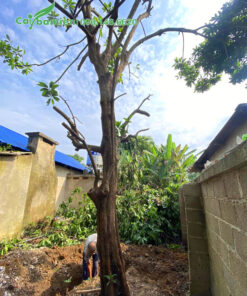 Đào đất bứng bầu cây Trứng Gà vanh 80cm