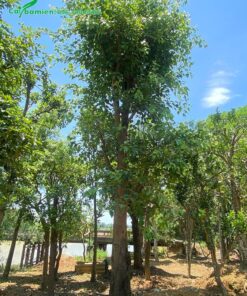 Cây Đề cao 6m giâm ủ tại vườn