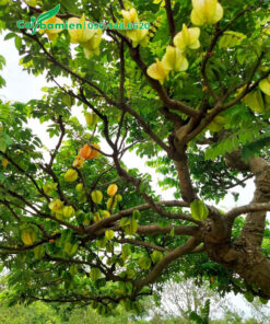 Quả khế treo đầy trên cành