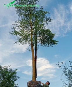 Nhấc cây bàng lá nhỏ đài loan đường kính gốc 18cm lên thùng xe
