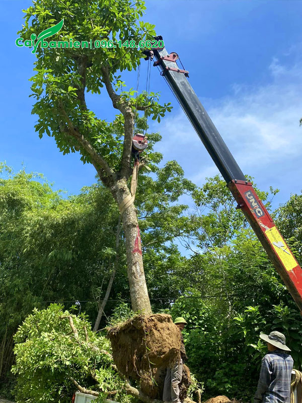 Cây Lộc Vừng cao 4-5m đang được cần cẩu nâng lên xe