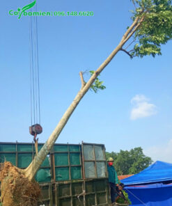 Cẩu cây Sấu công trình chiều cao hơn 5m