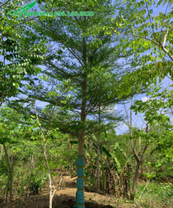 Búng bóng cây bàng đài loan còn nguyên cành tán