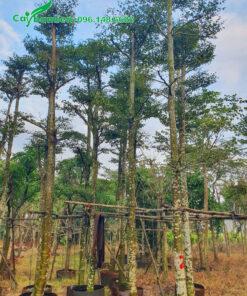 Cây đẹp, thân thẳng cao khoảng 6 - 7m