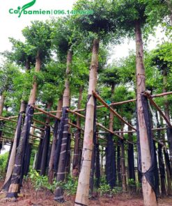 Vườn dâm ủ bàng đài loan đường kính 20cm