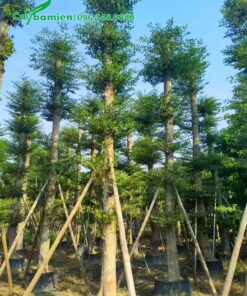 Bàng dâm ủ tay cành đk thân 15cm