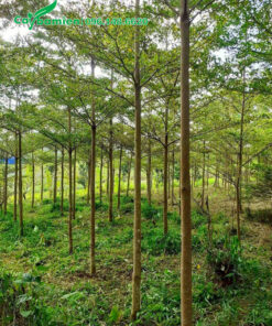 Dọn cỏ cho vườn bàng đài loan đường kính gốc 5 - 7cm