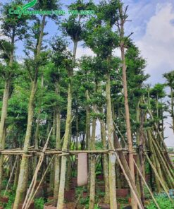 Dựng cọc chống chắc chắn cho cây Bàng Đài Loan dâm ủ