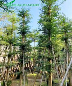 Vườn dâm ủ những cây Bàng Đài Loan cổ thụ, thân cao to