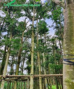 Vườn cây Bàng Đài Loan lá nhỏ cao 4 - 5m, đã dâm ủ khoảng 3 tháng