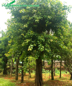 Bồ Đề dâm ủ cao 4 - 5m, tán rộng đẹp