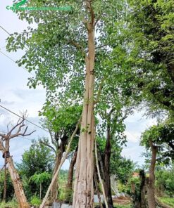 Thân cây cao thẳng vút, chiều cao khoảng 6 - 7m