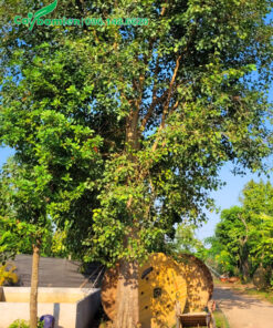 Hình ảnh cây bồ đề cao lớn trồng lấy bóng mát ở đầu làng