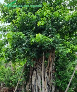 Bồ đề cảnh đường kính gốc 1m