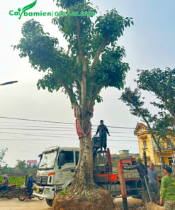 Hình ảnh cây bồ đề cổ thụ đường kính gốc 50cm