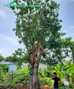 Đánh bầu cây bồ đề công trình lâu năm