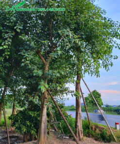 Cây Bồ Đề công trình cao 7m