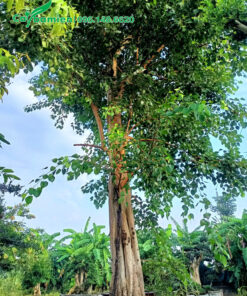 Hàng công trình đường kính gốc 45cm, cao 6m