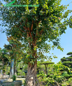 Cây Bồ Đề công trình cao hơn 4m trồng sân vườn biệt thự