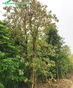 Hình ảnh cây Bồ Đề mùa thay lá và ra lộc non