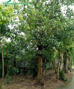 Cây có thân cao, tán lớn tạo khoảng xanh mát rộng