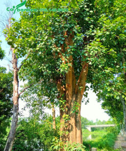 Cây Bồ Đề công trình cao 5m, vanh 150