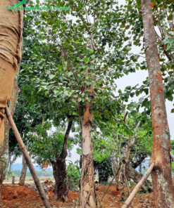 Vườn cây giâm ủ các gốc bồ đề lâu năm