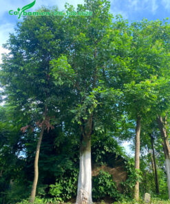 Cây bồ đê lâu năm đường kính gốc 40cm