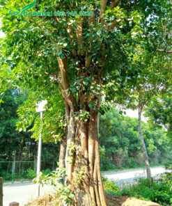 Cây thân đẹp, chiều cao khoảng 5 - 6m