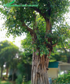 Vanh gốc khoảng 300, cây cao trên 5m