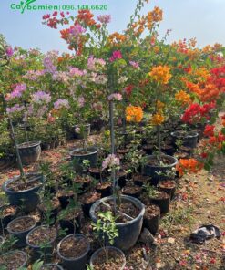 Hoa Giấy ngũ sắc loại cây nhỏ thuần chậu