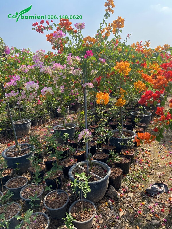 Hoa Giấy ngũ sắc loại cây nhỏ thuần chậu