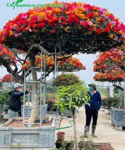 Cây Hoa Giấy Ngũ Sắc cổ thụ, dáng bay siêu đẹp