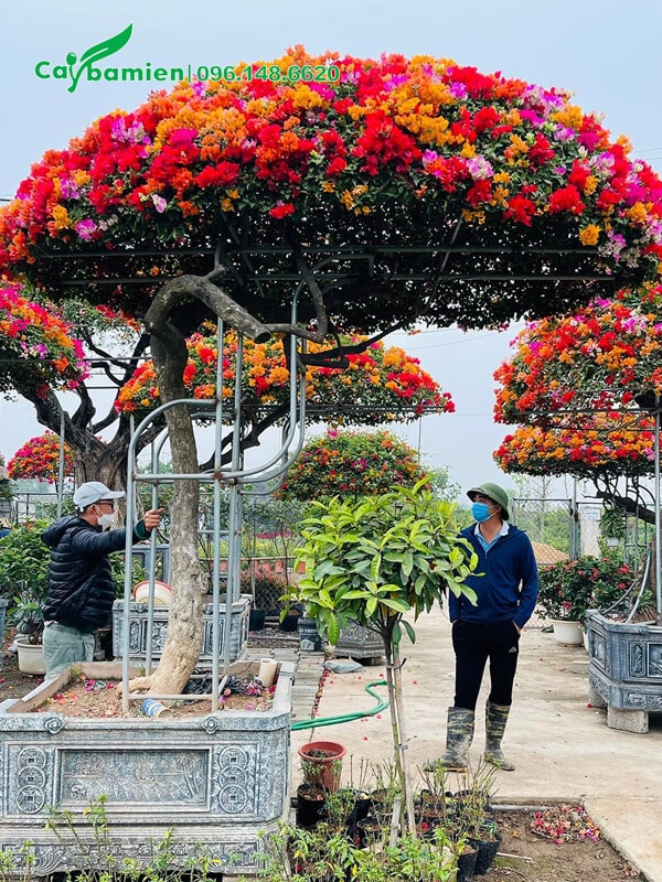 Cây Hoa Giấy Ngũ Sắc cổ thụ, dáng bay siêu đẹp