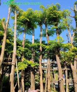 cây giâm ủ theo hàng, đã đốn hết cành chỉ còn thân chính