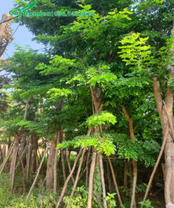 Giáng hương huyết cổ thụ