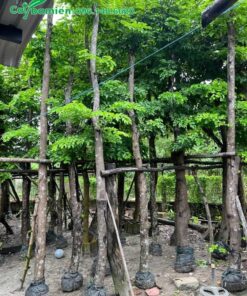 Cây giâm ủ đang bắt đầu phát triển cành và tán lá mới