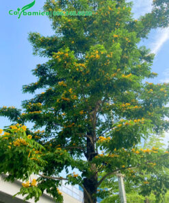 Cây Giáng Hương nở hoa đẹp