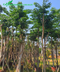 Cây Giáng Hương huyết cao 4 - 5m