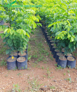 Giáng hương giống đẹp, chiều cao khoảng 50cm