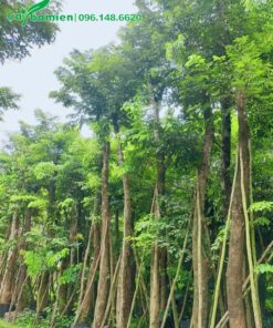 Giáng Hương cao 5 - 6m, đường kính gốc khoảng 20cm đã dâm ủ thời gian dài